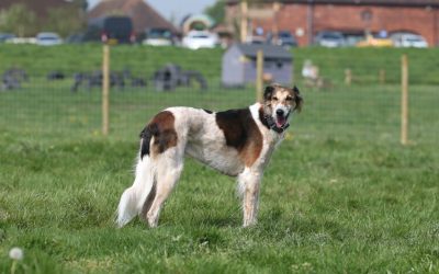 Apley Dog Park