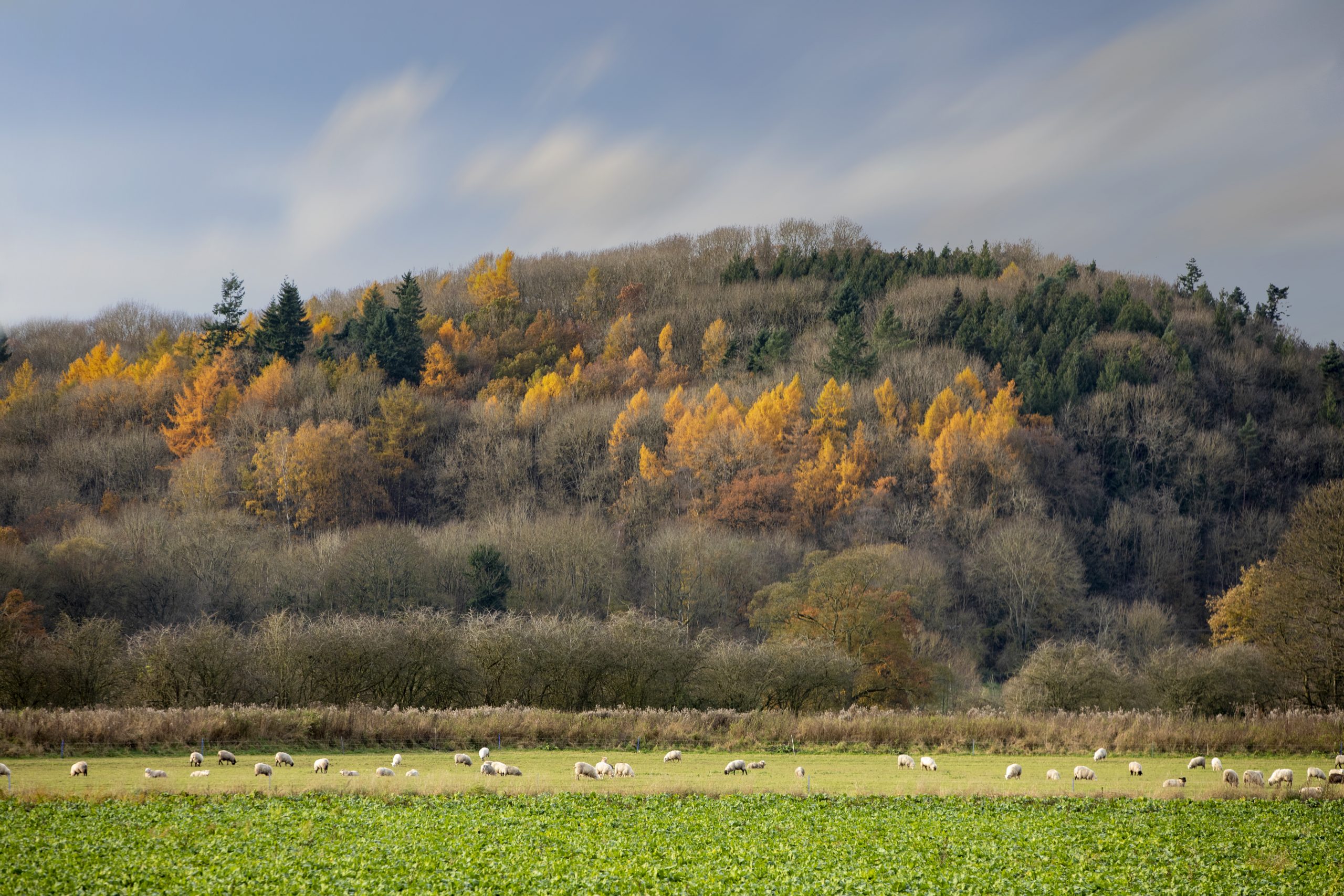 WOODLAND MANAGEMENT PLAN