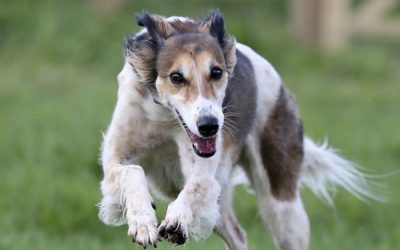 Dog Park  | Exclusive Hire