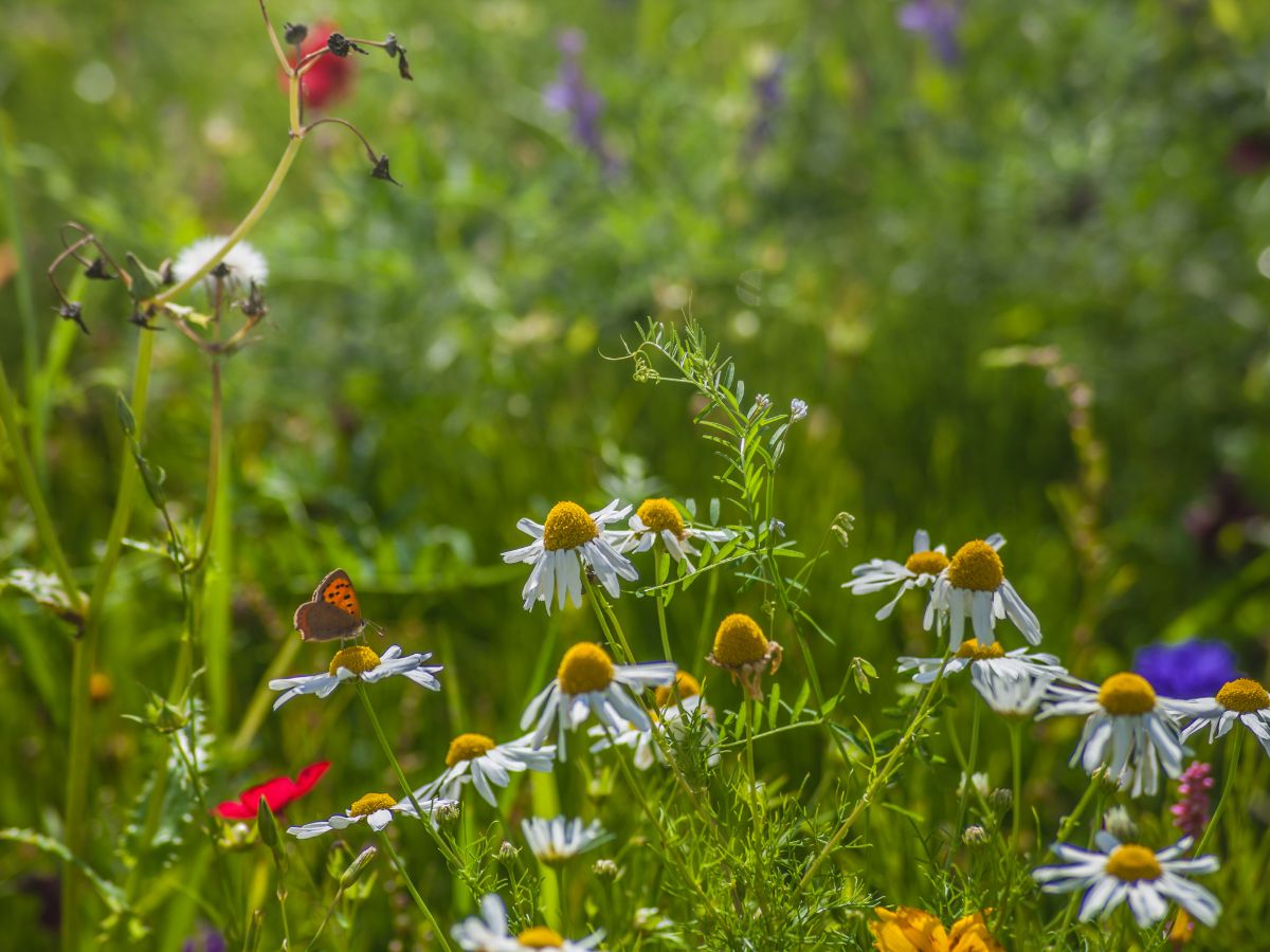 Wildflowers - 1200x900