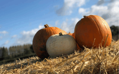 Halloween At Apley | 11th-31st October